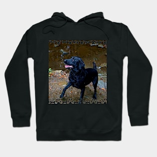 Black Labrador Hoodie